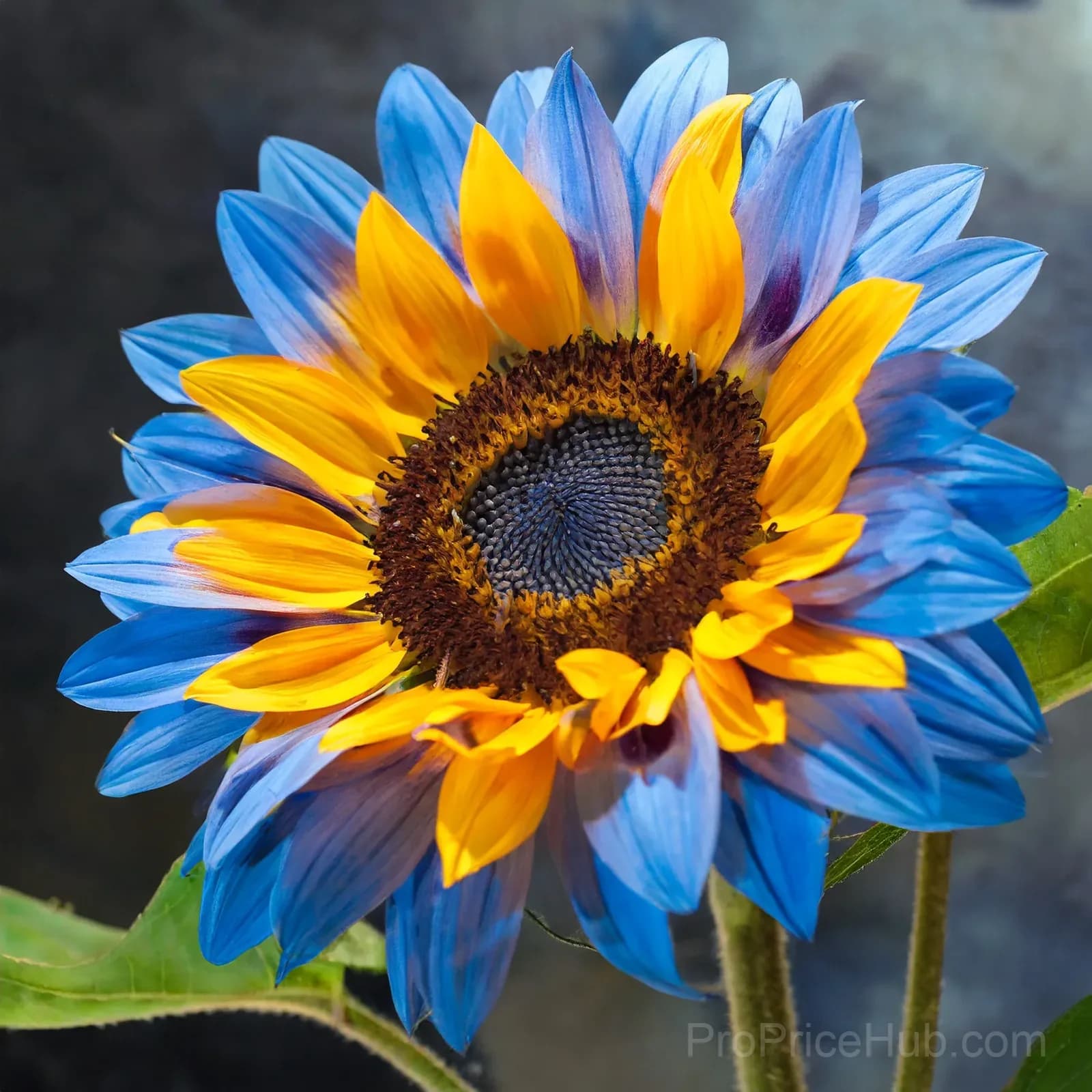 Sunflower Seeds for Planting - Sunshine Variety - View 12