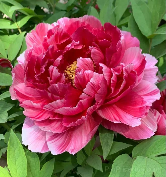 Multicolor Peony Seeds - View 5