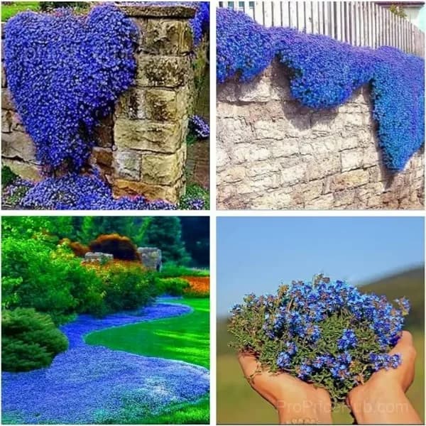 Low-Maintenance Thyme Seeds, Mixed Color, 100 Count - View 4