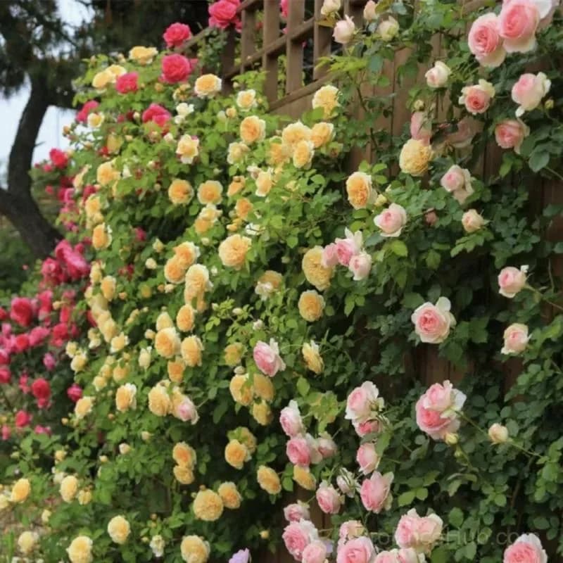 Rare Climbing Roses - Vigorous & Fragrant Garden Rose Plant - View 19