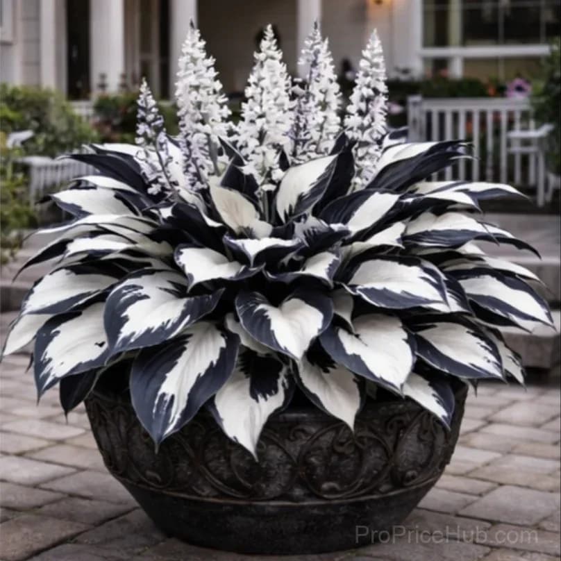 Hosta Bulbs for Shade - Easy Lush Perennial Growth - View 8