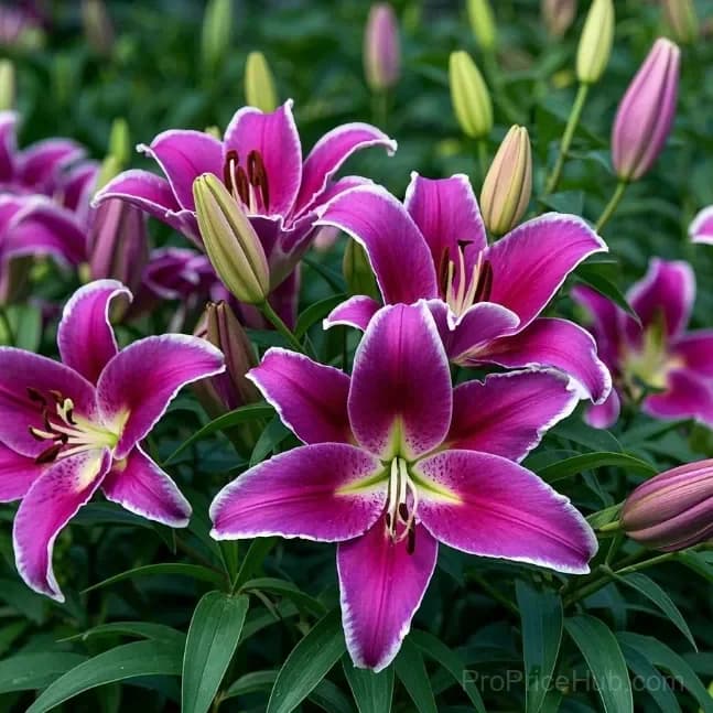 Perfume Lily Bulbs - Fresh and Sweet Scented - View 24