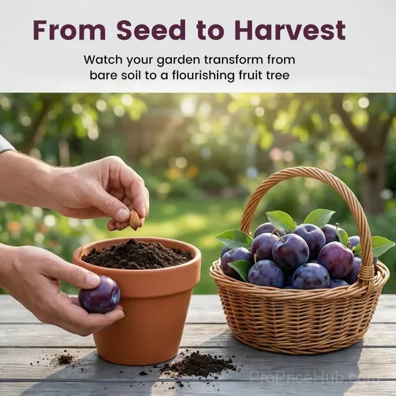 Heirloom Non-GMO Grafted Plum Tree Seeds - View 3