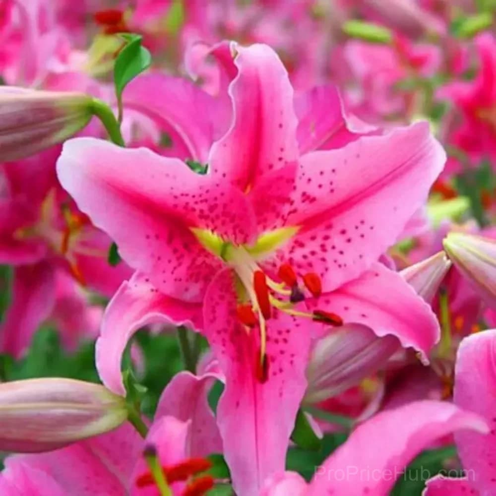 100 Rare Lily Seeds, Mixed Varieties - View 3
