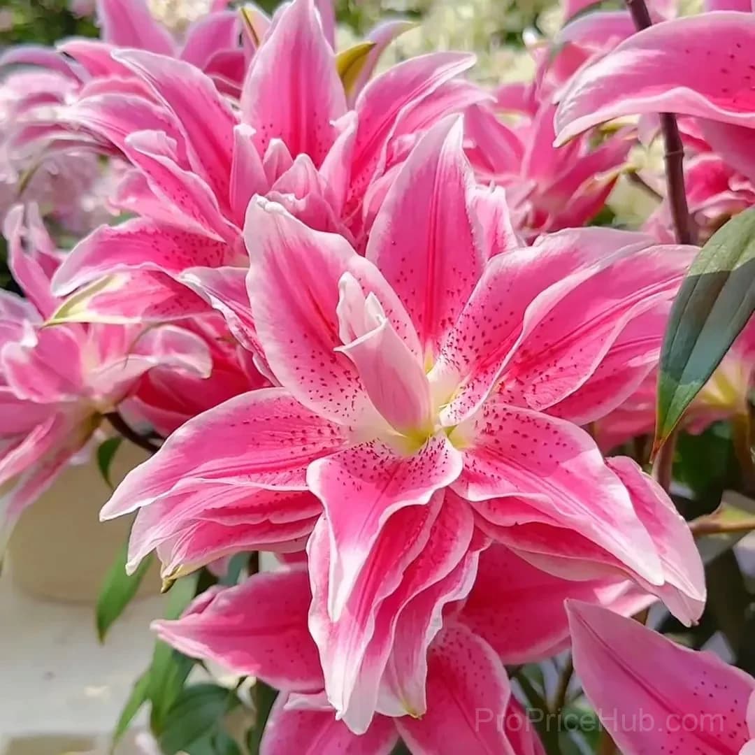 Perfume Lily Bulbs - Fresh and Sweet Scented - View 3