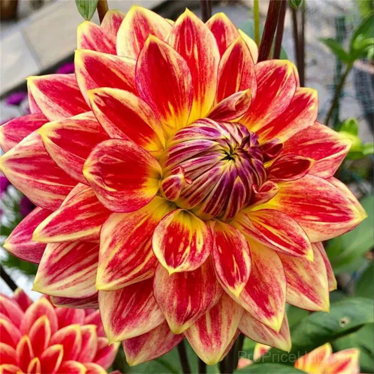 Rare Double Dahlias - Bold Lush Blooms for Unique Gardens - View 26
