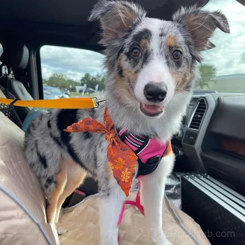 2-in-1 Dog Seatbelt and Leash - View 9