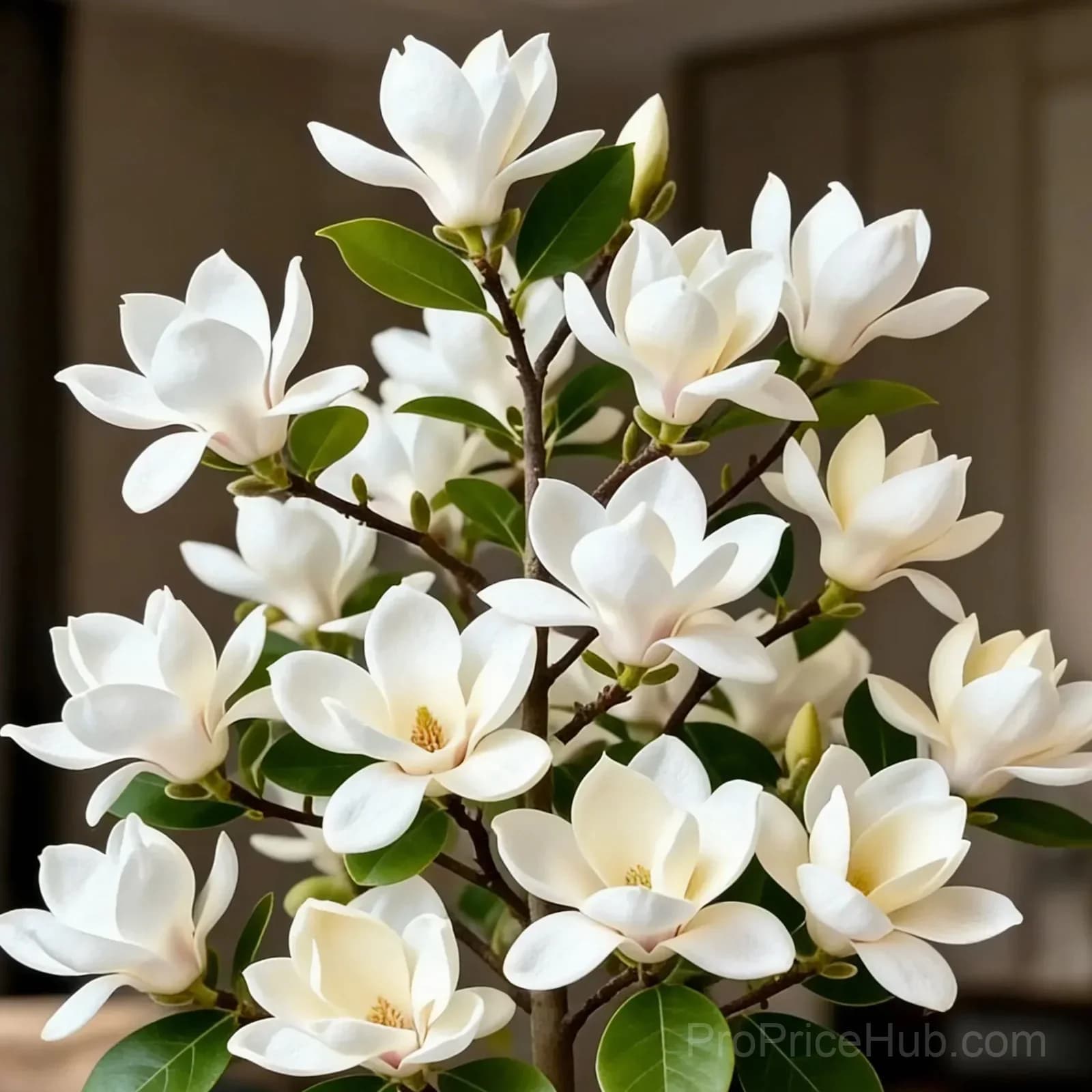 Magnolia Liliiflora Bulbs - Fragrant Purple Blooms - View 6