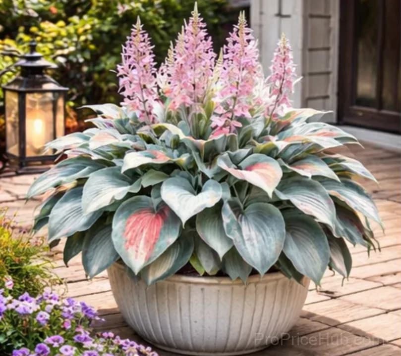 Hosta Bulbs for Shade - Easy Lush Perennial Growth - View 36