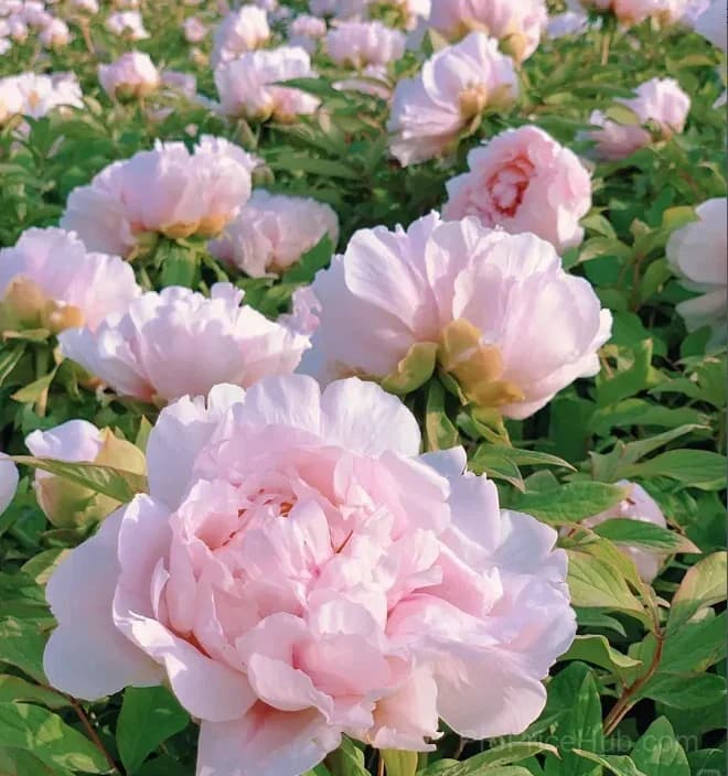 Multicolor Peony Seeds - View 9