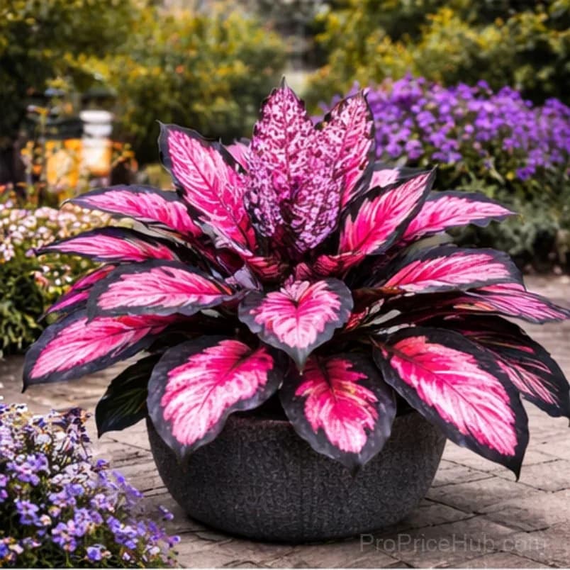 Hosta Bulbs for Shade - Easy Lush Perennial Growth - View 10