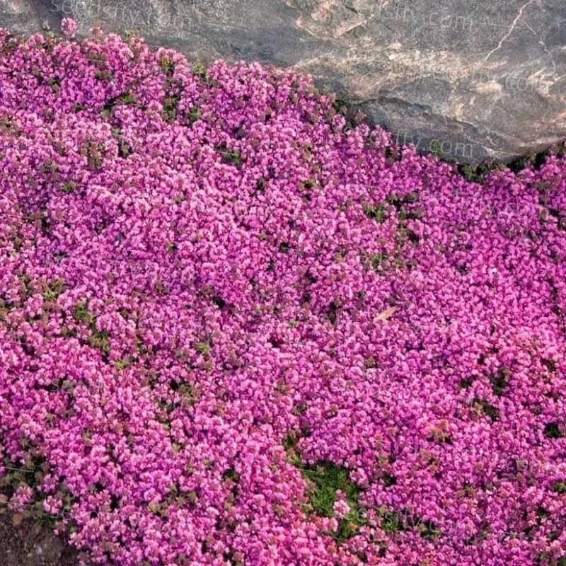 Low-Maintenance Thyme Seeds, Mixed Color, 100 Count - View 11