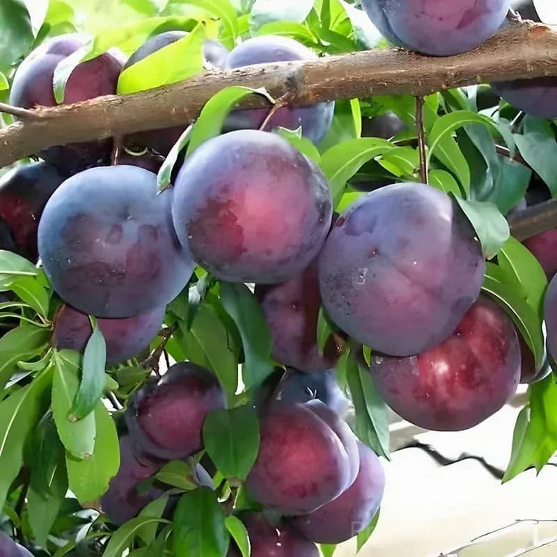 Heirloom Non-GMO Grafted Plum Tree Seeds - View 7