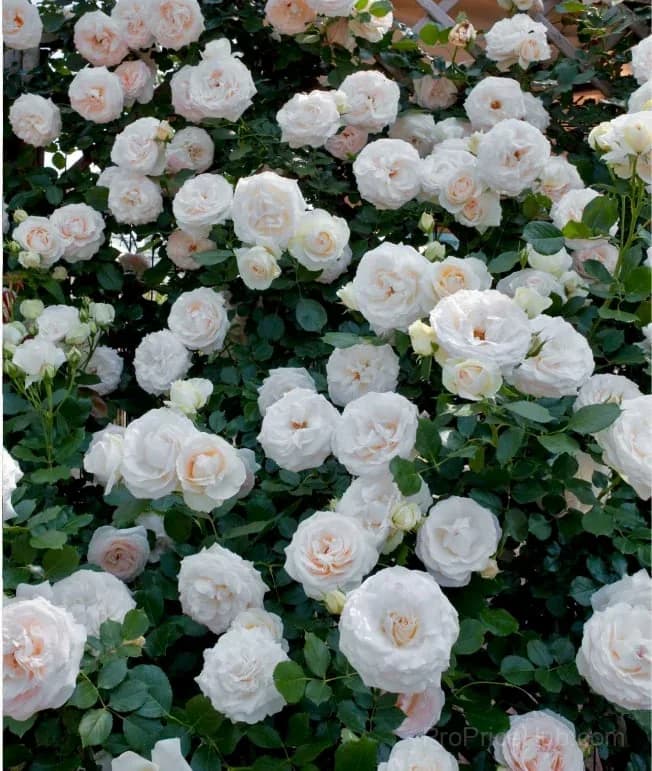 Rare Climbing Roses - Vigorous & Fragrant Garden Rose Plant - View 24