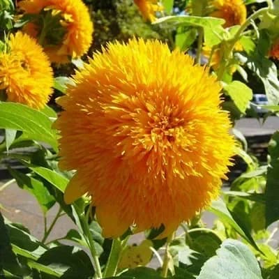Sunflower Seeds for Planting - Sunshine Variety - View 6