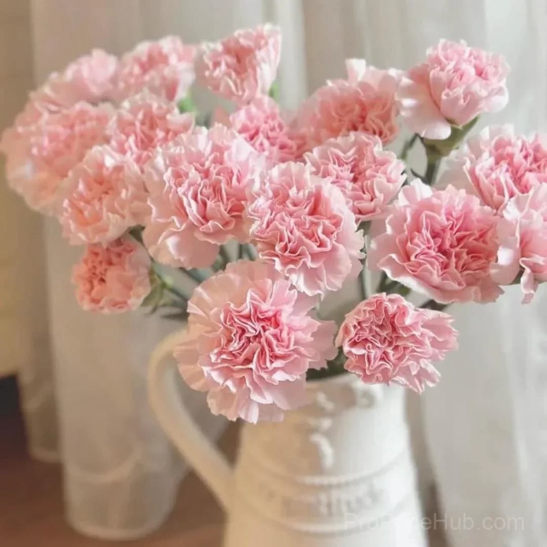 Premium Carnation Seeds - View 11