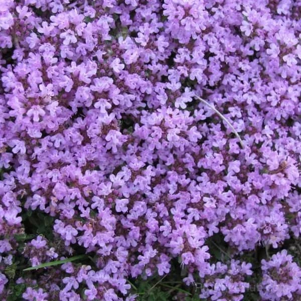 Low-Maintenance Thyme Seeds, Mixed Color, 100 Count - View 6