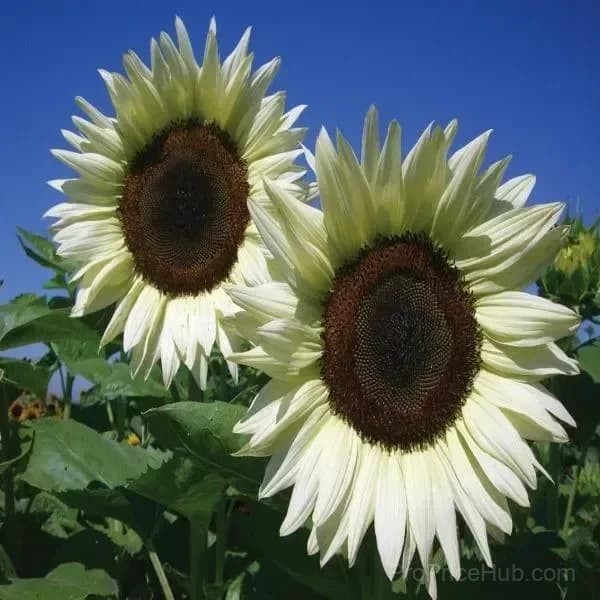 Sunflower Seeds for Planting - Sunshine Variety - View 22