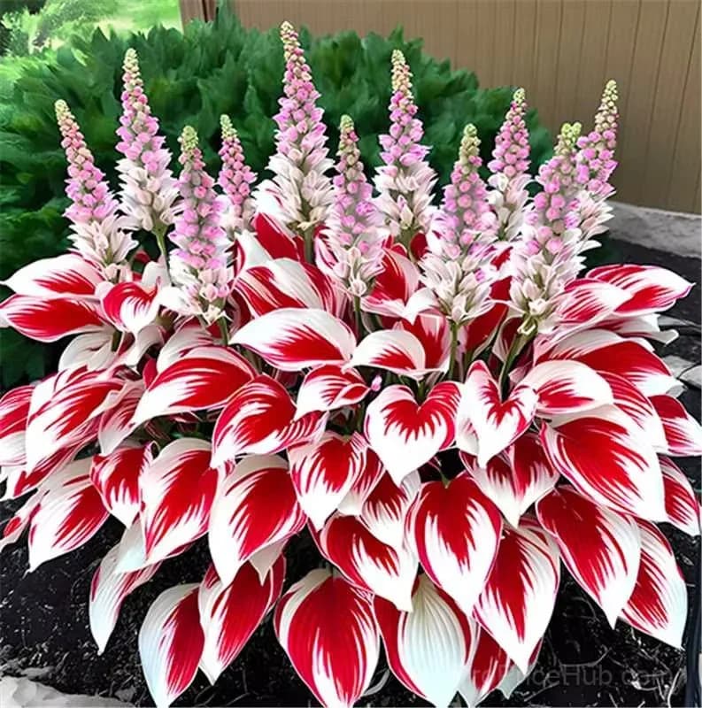 Rare Premium Hosta Bulbs – Easy to Grow for Garden Transformation - View 21