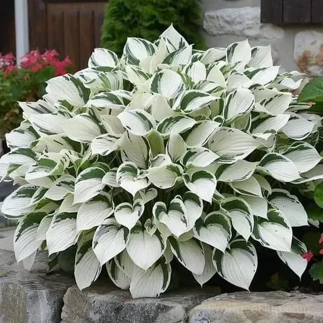 Mutilcolor Hosta Seeds - View 3