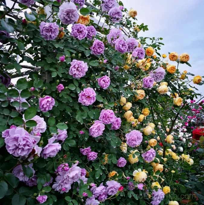 255 Mixed Color Climbing Rose Vine Seeds - View 9