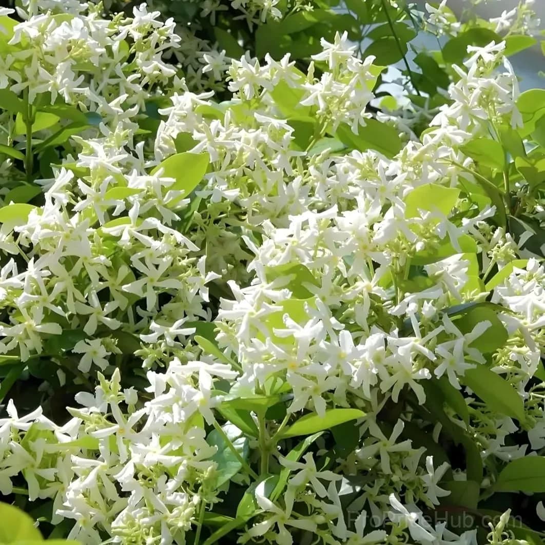 Windmill Jasmine Seeds - View 3