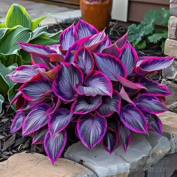 Mutilcolor Hosta Seeds - View 9