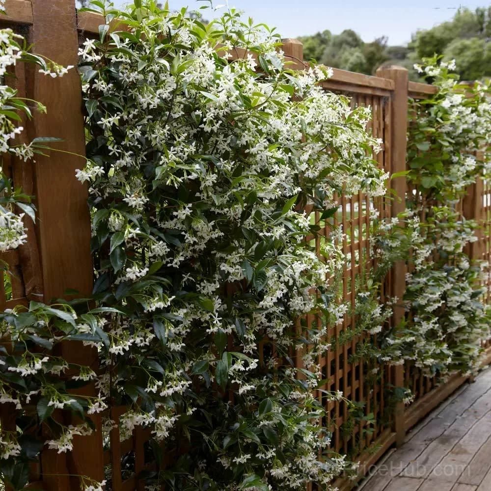 Windmill Jasmine Seeds - View 8