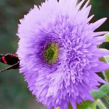 Sunflower Seeds for Planting - Sunshine Variety - View 18