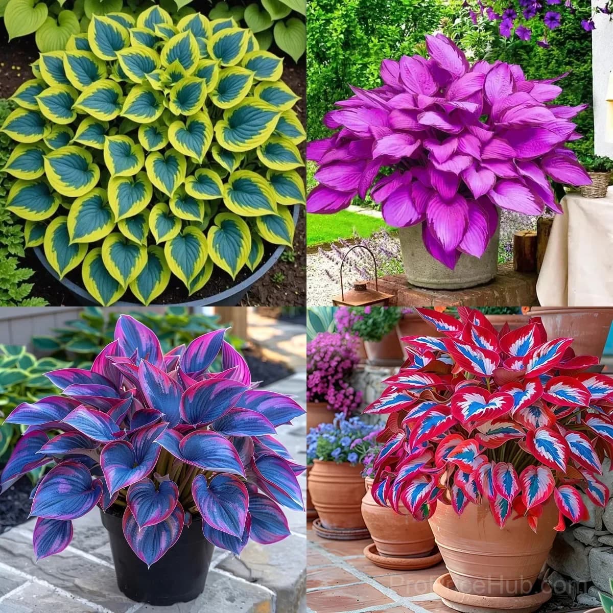 Mutilcolor Hosta Seeds - View 13