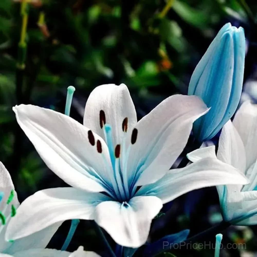100 Rare Lily Seeds, Mixed Varieties - View 8