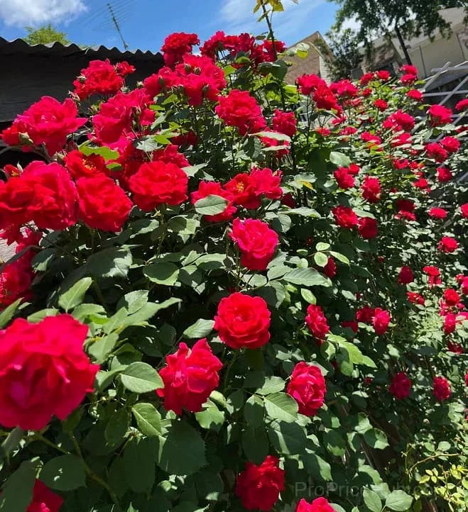 Rare Climbing Roses - Vigorous & Fragrant Garden Rose Plant - View 17