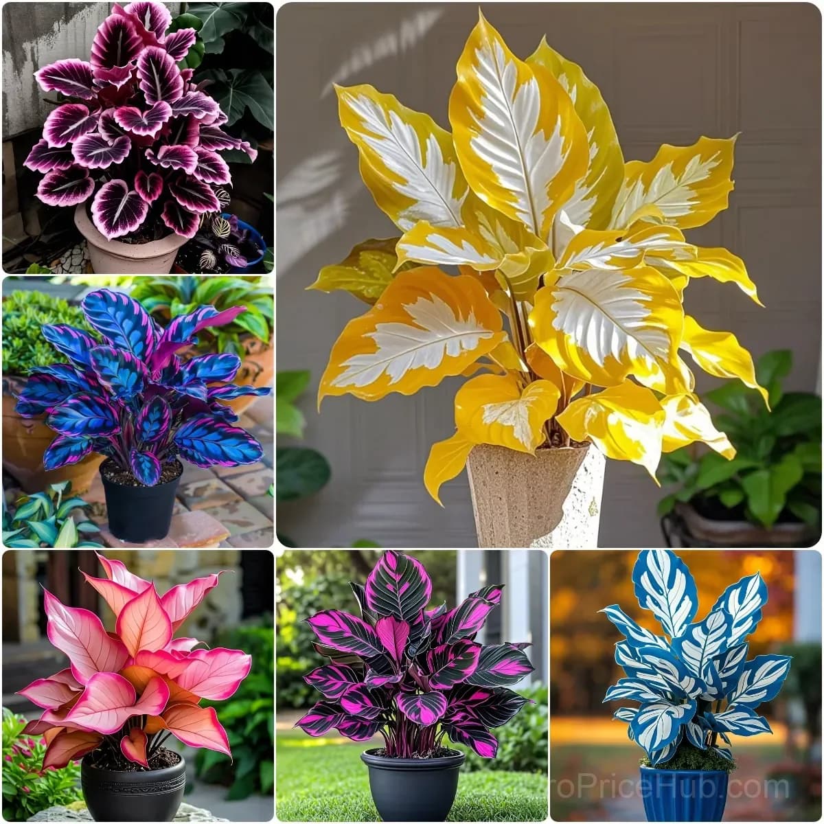 Twilight Potted Alocasia Bulbs - Indoor Plant Bulbs for Growing - View 7