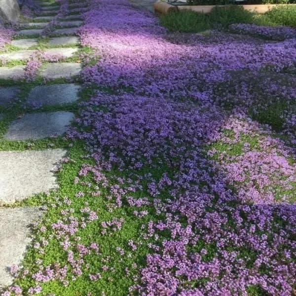 Low-Maintenance Thyme Seeds, Mixed Color, 100 Count - View 10