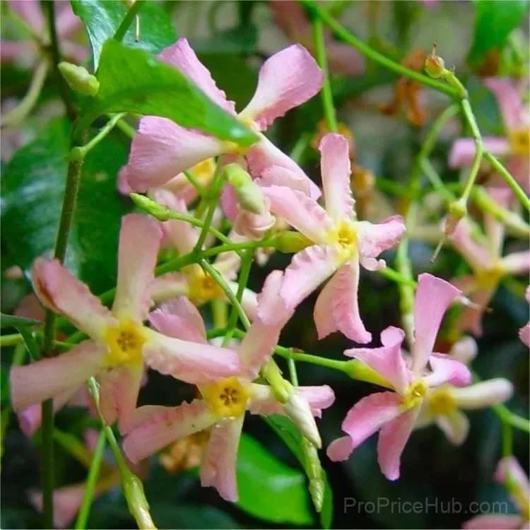 Windmill Jasmine Seeds - View 4