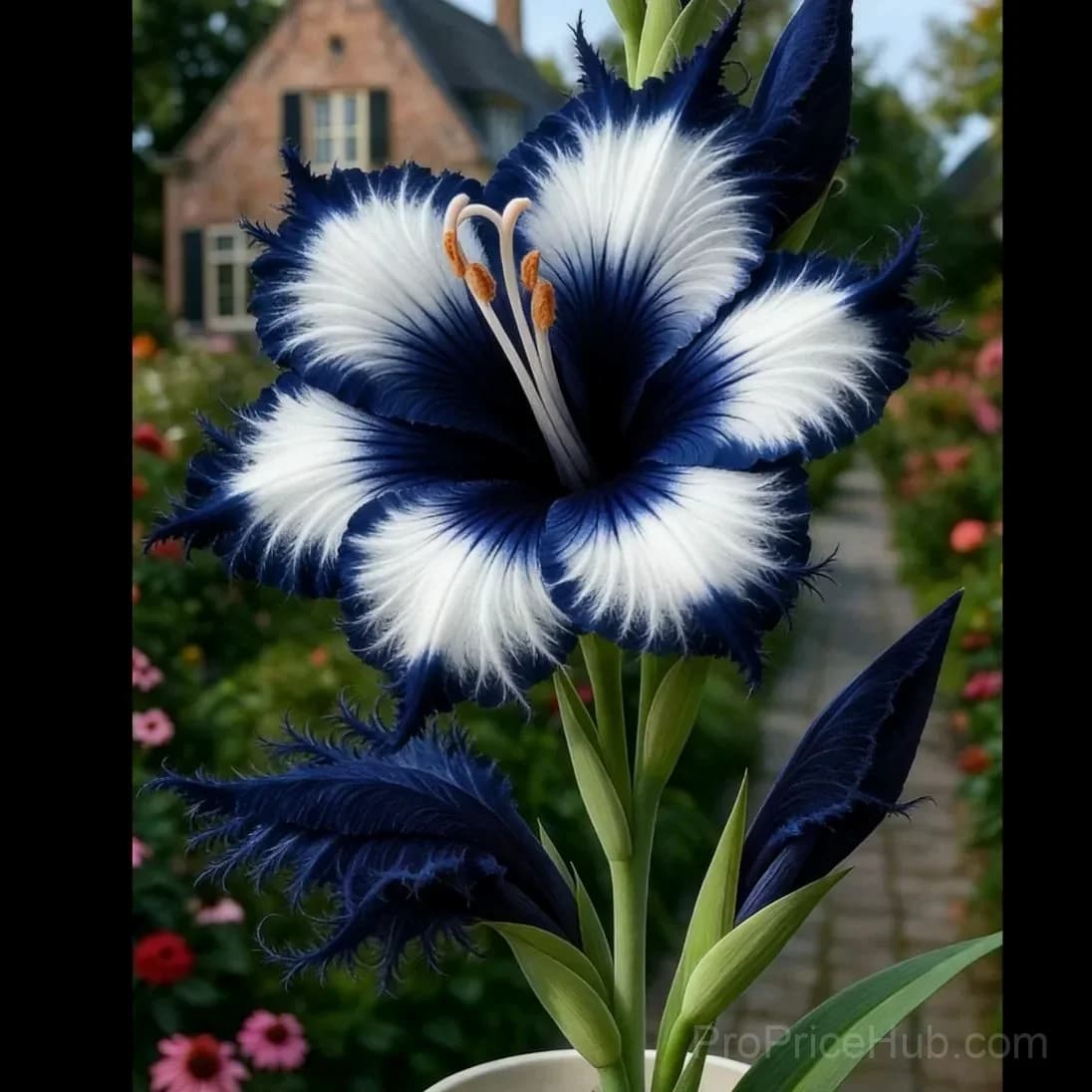 Rare Feather-Edged Lily Bulbs – Pink & White Blooms, Easy to Grow - View 4