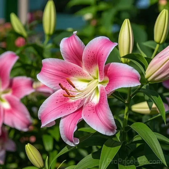 Perfume Lily Bulbs - Fresh and Sweet Scented - View 15