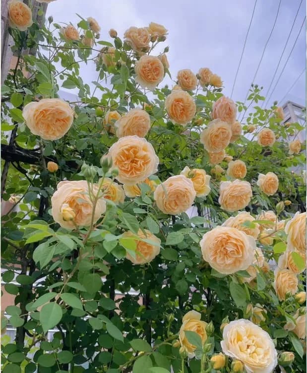 Rare Climbing Roses - Vigorous & Fragrant Garden Rose Plant - View 21